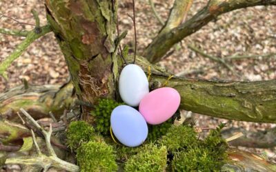 Die Klasse 1b baut Vogelnester